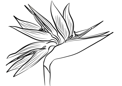 Bird Of Paradise Flower (Strelitzia) Coloring Page